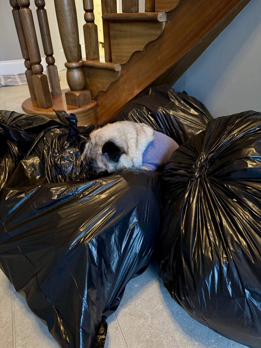 apugcalledpeggy's tweet photo. The world is a bit rubbish at the moment - I’m giving tips on how to #resist ❤️💪🏻#puglove #pugsoftwitter #puglife #pugchat https://t.co/GbHIpkTGt3