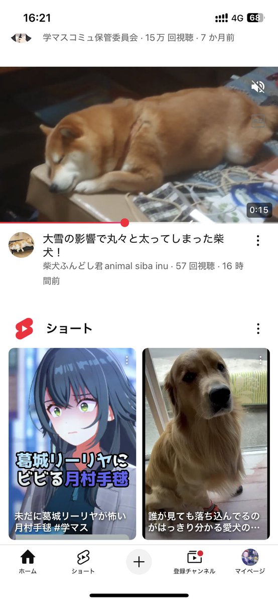 上から
柴犬
チワワ
ゴールデン

#学マス