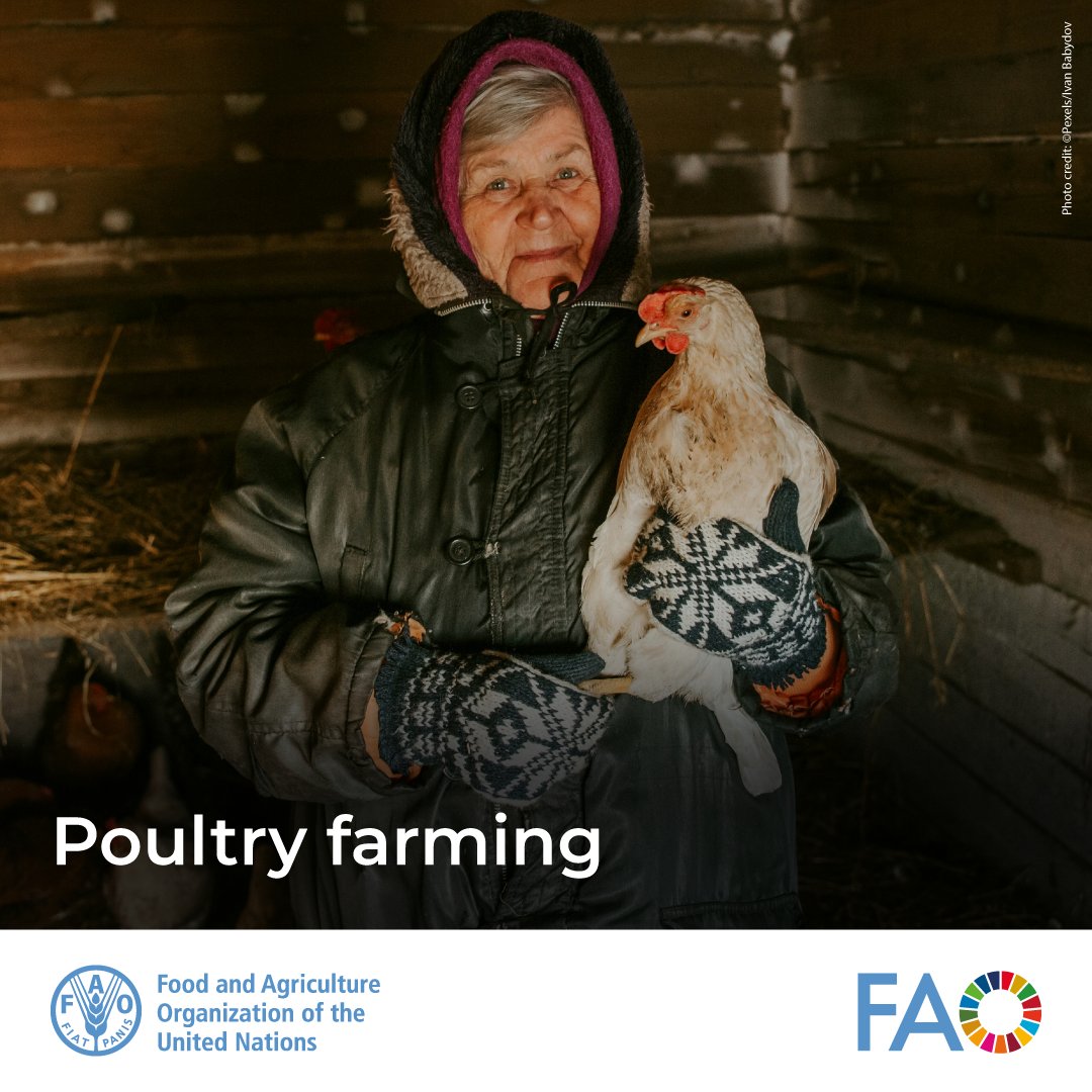 🐓 Poultry farming is more than just eggs and meat, it:

▫️ supports millions of rural families
▫️ improves food security
▫️ provides affordable proteins
▫️ helps mitigate climate change.

A true game-changer for achieving the #SDGs

📚fao.org/poultry-produc…

#Agenda2030