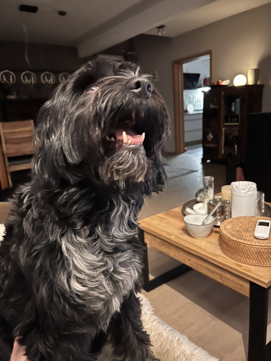 timiundleia's tweet photo. Happy „Gotcha Day“ an unseren Hundeschatz und vielen Dank an @PfotenV , dass Ihr ihn zu uns gebracht habt! Rey aka „Purzel“ https://t.co/iZOF7QLTtI
