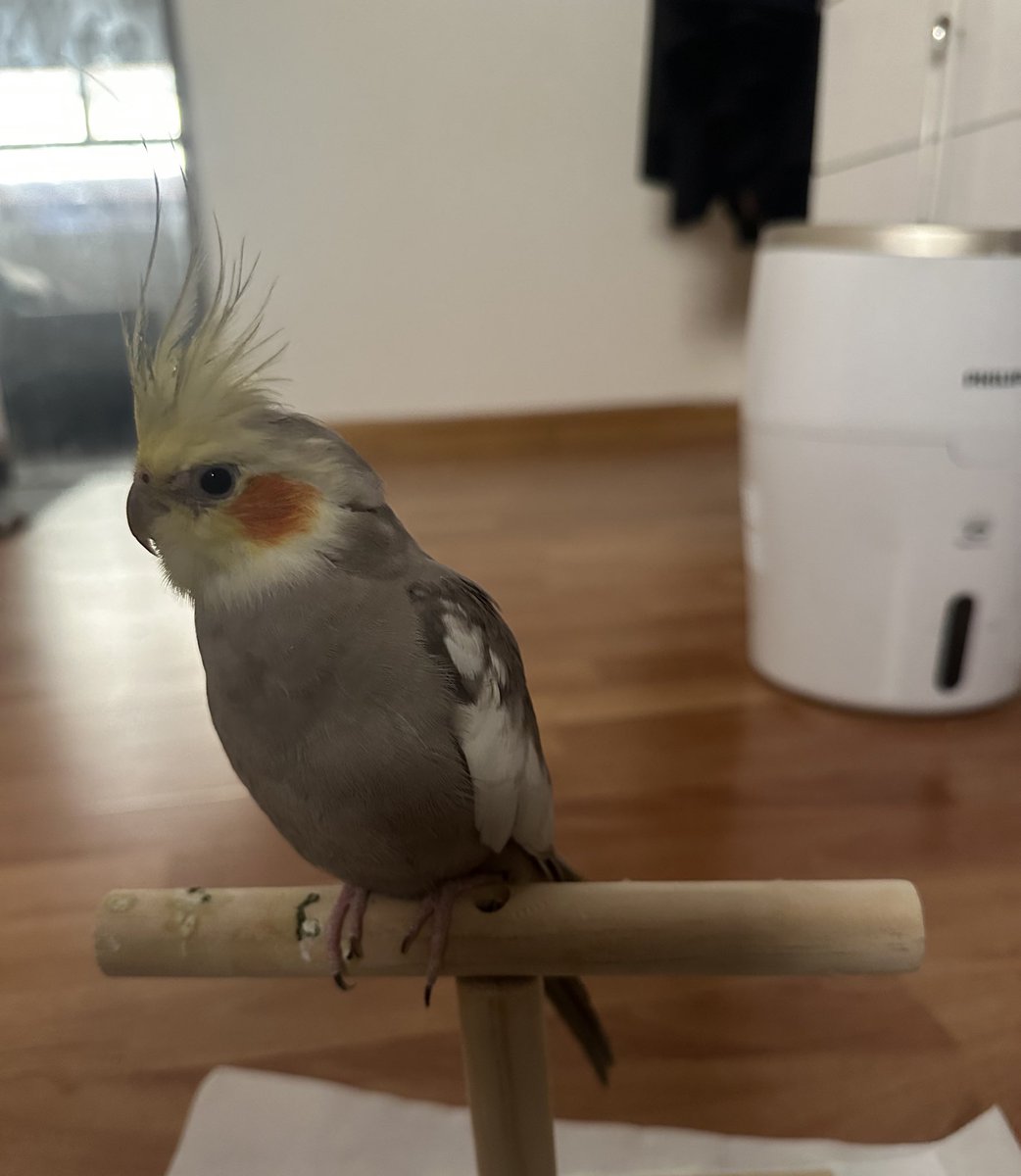 صقري الحلو🫶🏼🦅