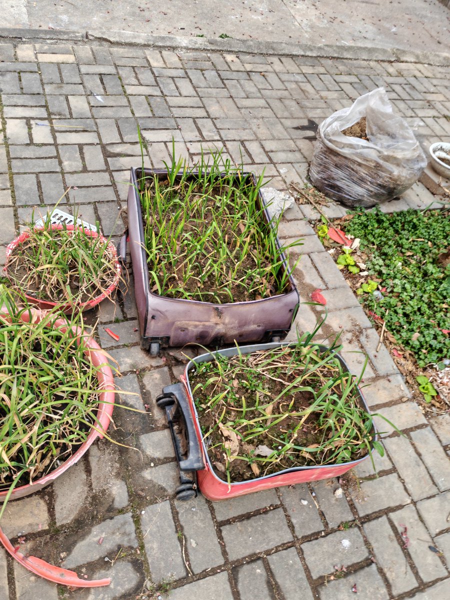 orangleliu's tweet image. 在老家，旧皮箱有了新使命，种满葱蒜，长出生活的新滋味，日子就像这蓬勃的绿，简单又鲜活。