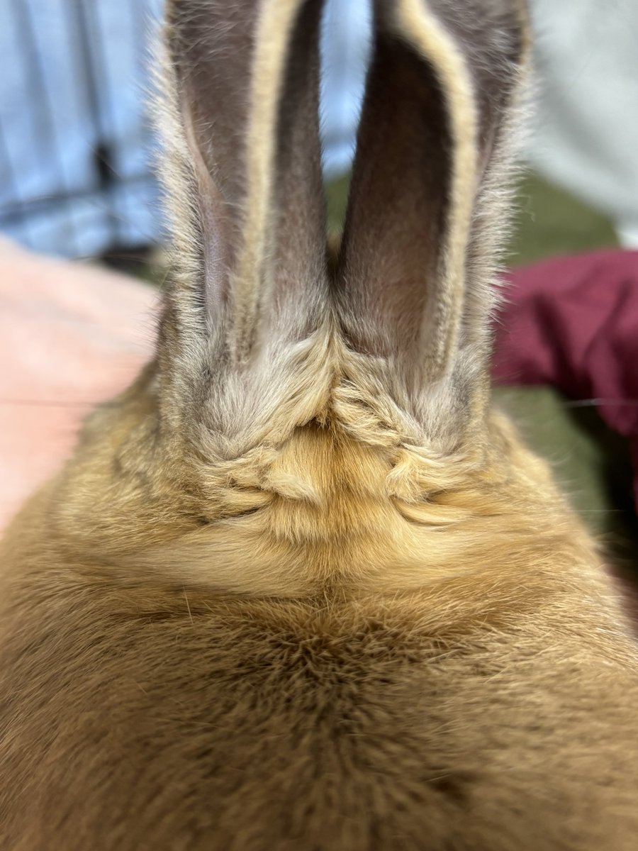 KohakuLapin's tweet photo. うさ飼いさんは知っている

うさじがどこの毛よりもふわふわで魅惑のスポットであるということを

#うさぎのいる暮らし https://t.co/cgTFzZxT5D