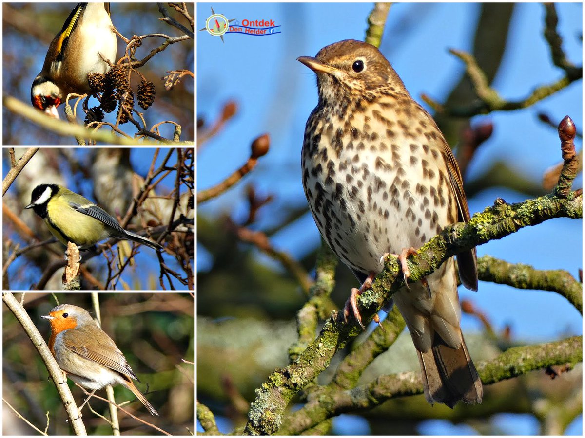 ontdekdenhelder's tweet photo. Minder #kleurrijk dan bijvoorbeeld het #puttertje (#goldfinch) - #koolmees (#coal_tit) en #roodborstje (#robin) - maar #zingt wel het mooist van allemaal - de #Lijster (#Trush) - #vogels #birds #natuur #nature #NaturePhotography https://t.co/PAztHP3ccF