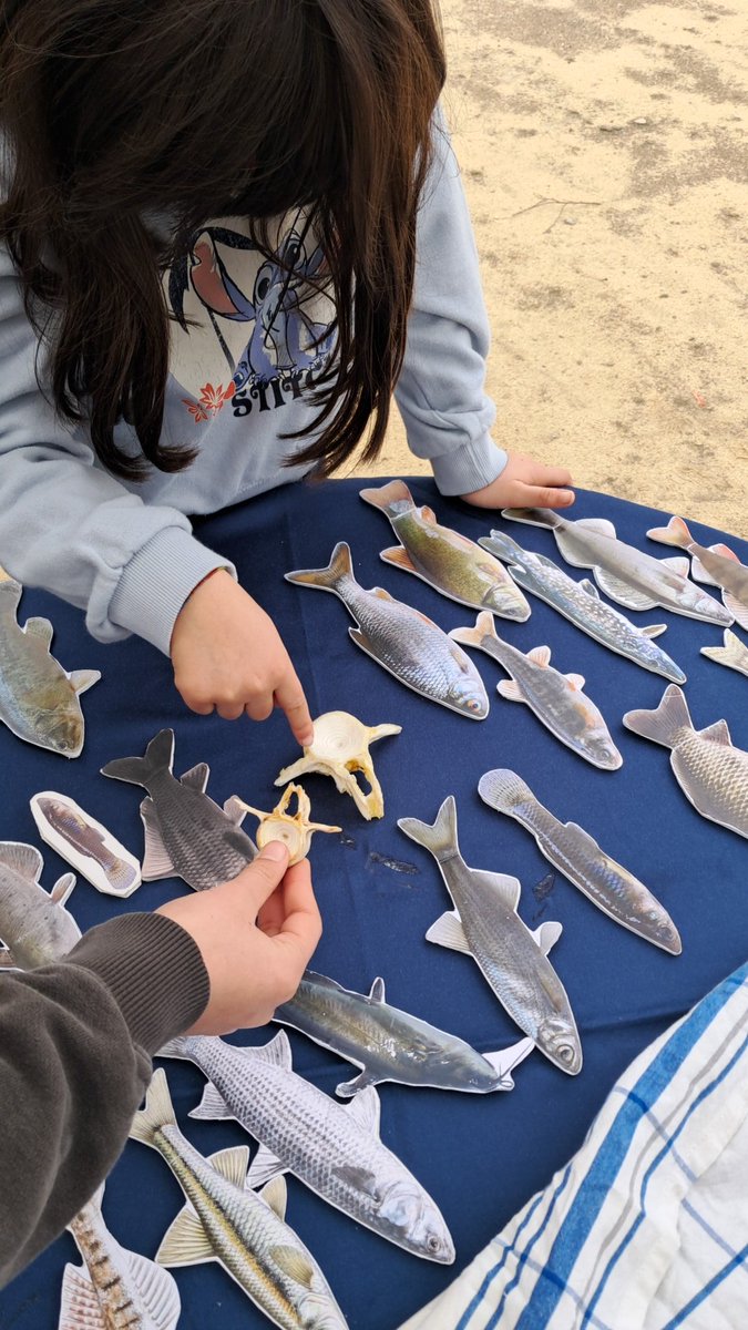 FishInvasionLab's tweet image. #LIFEPREDATOR outreach event! We joined a children's book presentation. It tells the story of a sandsmelt (#Atherina) family survival to European catfish #silurus in the Tagus river. @MAREscience @cienciasulisboa @CE3CResearch @IdlLuiz @LIFEprogramme