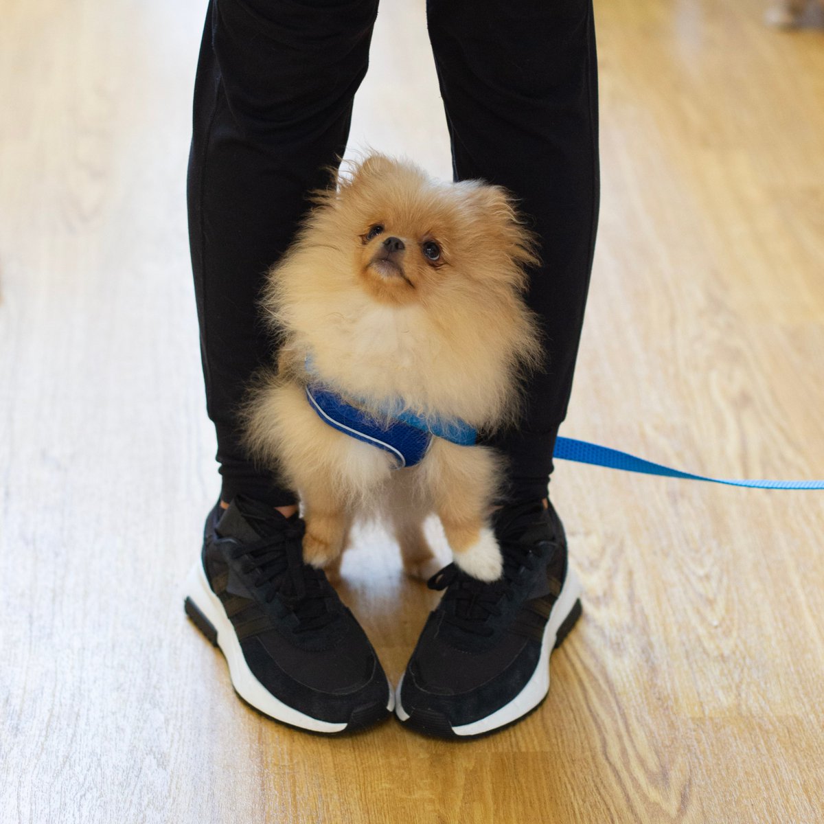 ChelseaCanines's tweet photo. Puppy School SW1 Starts Saturday 22nd March 10am - bookings @ https://t.co/BDkC1i4iHm https://t.co/QIJmWsNxvm