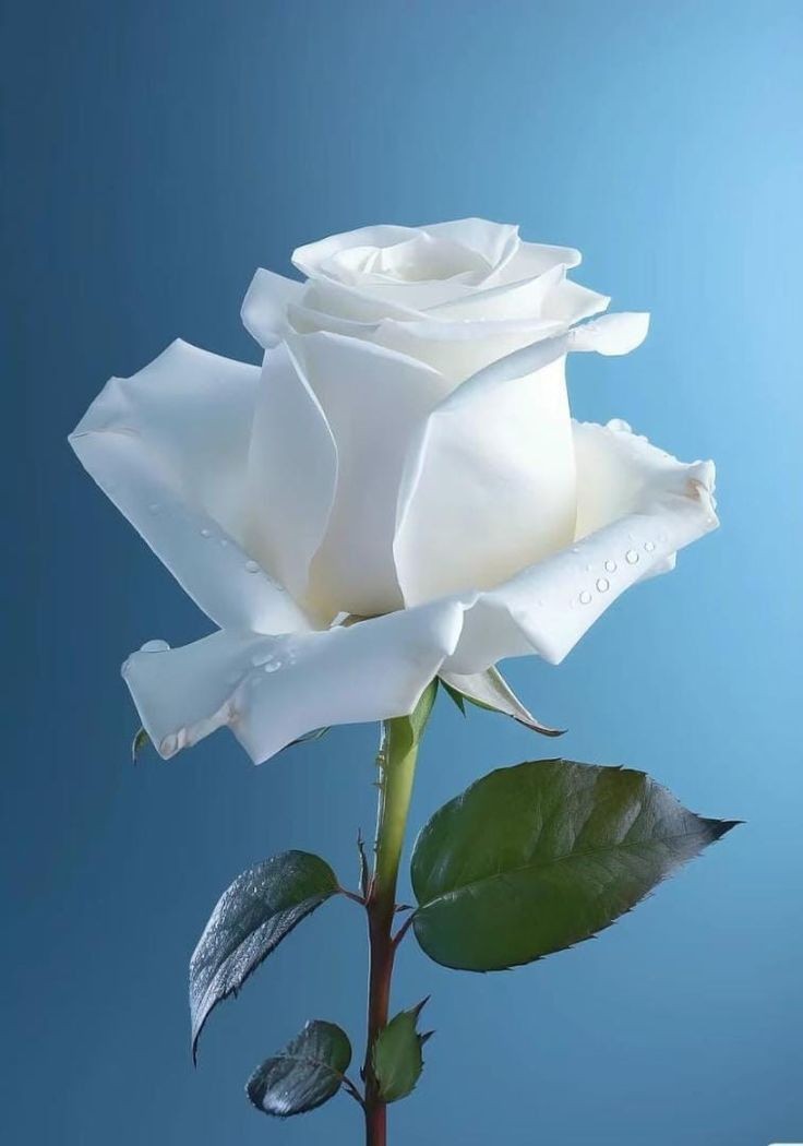 awaisaraza's tweet photo. @asma_sultan @tarar_4 I don't want to hurt anyone 
But ye @tarar_4 👈 kicy 
Helpless ko 20k bhi dy dyn gy
Or ye @Rsheikh95 👈👈👈
Kicy ko 20 rupees bhi nahi dyn gy
I mean Sheikh 🆚 Tarar 
#SaltTruth
👉😜😅🤣😉🌟✨️🔥⚘️🌹👈 https://t.co/FGx4Mz7tbu