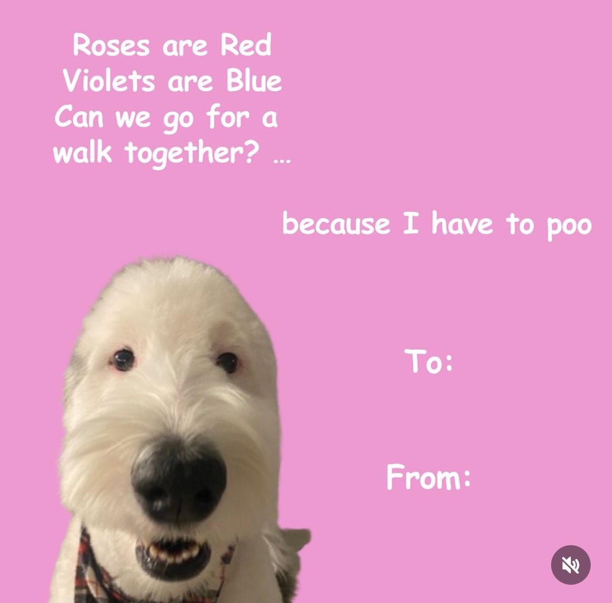 So my Valentine’s Day coming up 🤣🤣

With the dogs 💖💖

#ValentinesDay