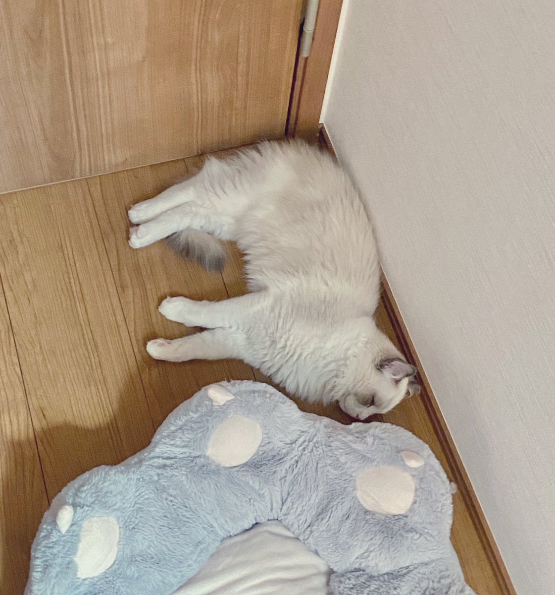 n0w0u's tweet photo. ねこ落ちてた https://t.co/P8tibcBL80