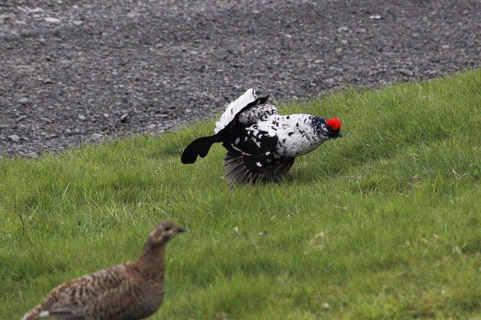 Dr Cherry Picker (@scarecrowneste1) on Twitter photo 🤩
Mention of the Scottish Snow Scolopax has seen this North Pennines image reappear !
The hens blanked him ! 😳
Image by GaryO.
<a href="/Gallowaygrouse/">Patrick Laurie</a> 🤩
Mention of the Scottish Snow Scolopax has seen this North Pennines image reappear !
The hens blanked him ! 😳
Image by GaryO.
<a href="/Gallowaygrouse/">Patrick Laurie</a>
