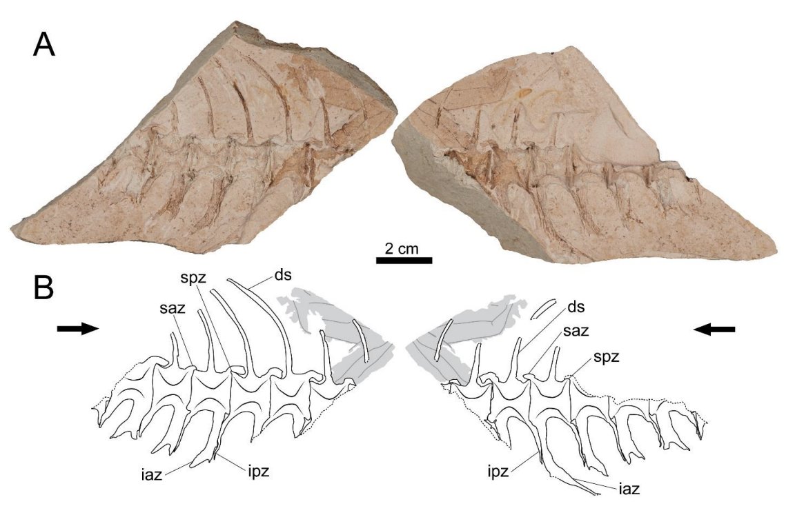 PCI Paleontology tweet media
