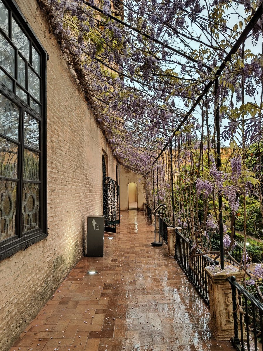 SevillaAlcazar's tweet photo. El Jardín de la Galera, como todo el cinturón de jardines que abrazan a los palacios, son una obra renacentista llevada a cabo sobre los originales islámicos. Su estructura configura espacios estrechos y alargados, siempre al amparo de sus altos muros y frondosa vegetación https://t.co/plgKMumpHg