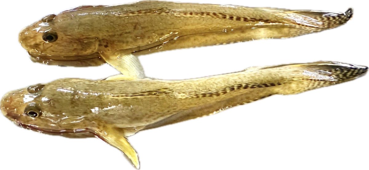 メゴチってやっぱり唐揚げが一番の調理法ですか？🐟🐟
ていうか、メゴチ？ですよね？👇