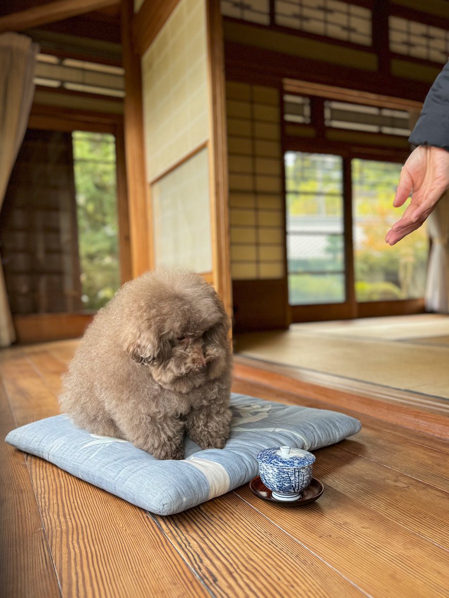 __mohu_c's tweet image. 母 「どうぞお飲み下さい。🫲🏼」

ごつもり親方 「ふむ、よかろう。」

ごつもり親方 「の、飲めぬ。」