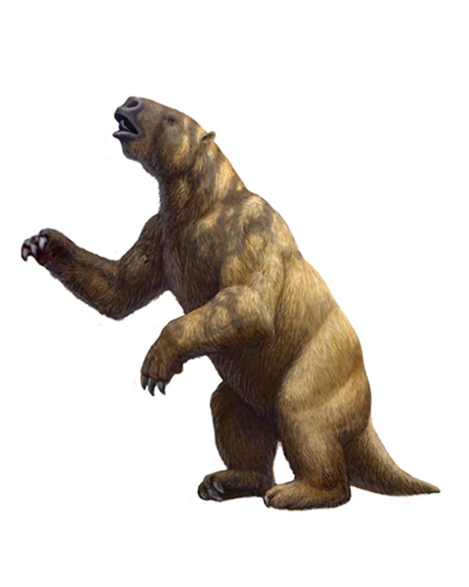 NHM_Digitise's tweet image. Today is known as #DarwinDay as people around the world celebrate Charles Darwin's contribution to science. 

We have digitised some of the fossil mammals that were central to his theory of evolution - find out more about them here: 
nhm.ac.uk/our-science/se…