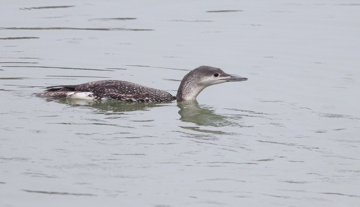 DavidSU26's tweet photo. Calm days in Txingudi with the first migrants like Red kites and Stone-curlews. 
Greater scaup and Bonaparte's gull still present. Also some interesting birds like Jack snipes, herring gull, Wigeon and a RT Diver. https://t.co/e7smIyNJ2a