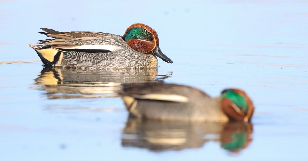 Calm days in Txingudi with the first migrants like Red kites and Stone-curlews. 
Greater scaup and Bonaparte's gull still present. Also some interesting birds like Jack snipes, herring gull, Wigeon and a RT Diver.