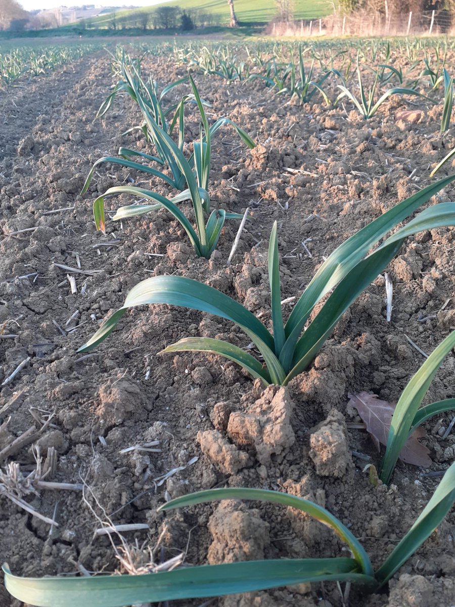 Nous sommes très fiers de vous présenter l’Ail Violet de Cadours saison 2025!!!
Il a résisté au gel, au brouillard, aux fortes pluies et il a bien grandi… même si c’est encore un tout petit !