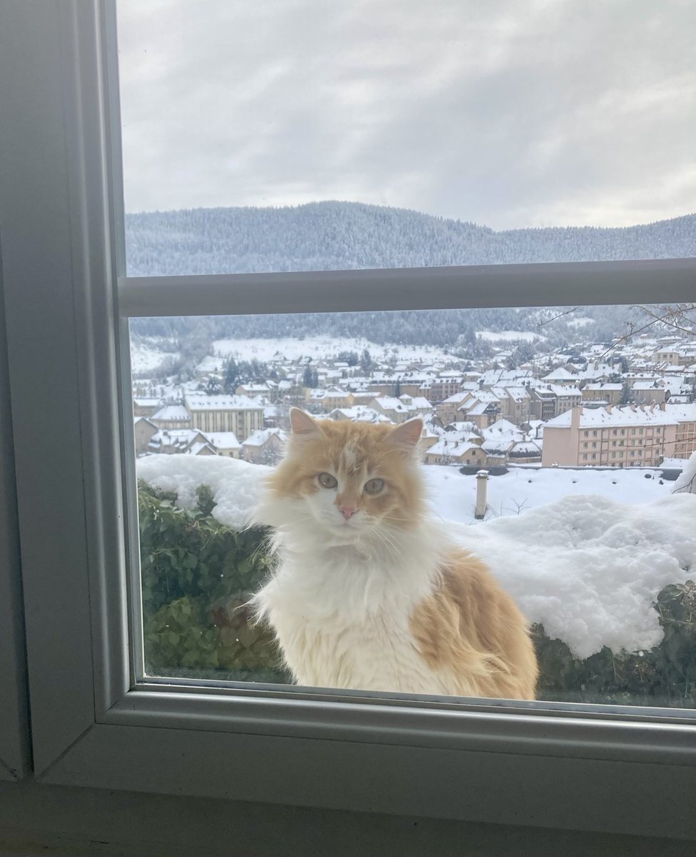 Chat sauvage mais quand même excusez moi mais il neige là