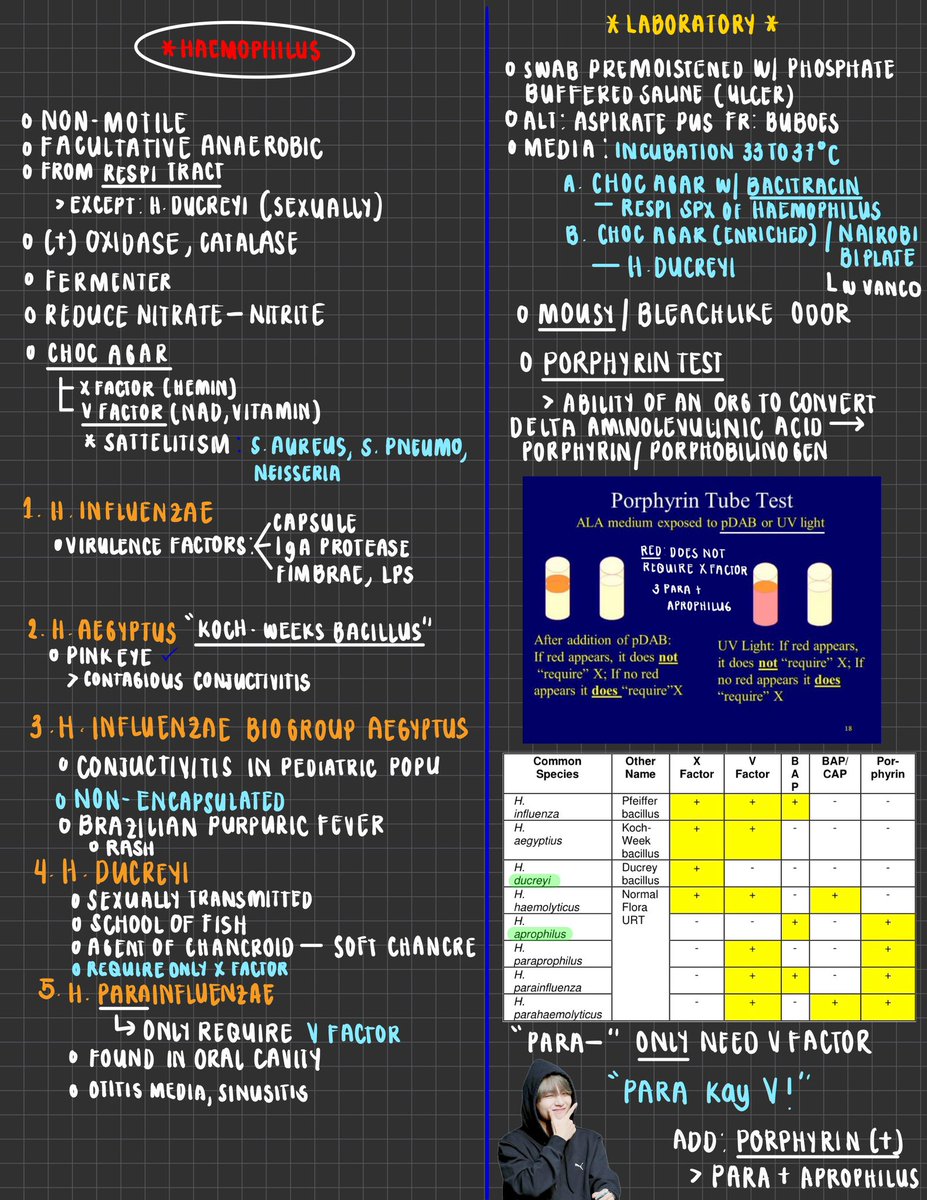 lockedinlia's tweet photo. [BACTE] HACEK ++ anaerobes fast notes https://t.co/Goijm4OofG