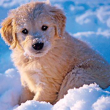 Dettsforpets's tweet image. Keeping your pup safe while they enjoy the snow is key. Ensuring they have proper protection, monitoring for signs of cold stress, and providing a warm retreat will help them make the most of their winter fun! 

#WinterDogCare #SnowyAdventures #ColdWeatherPets #DettsForPets