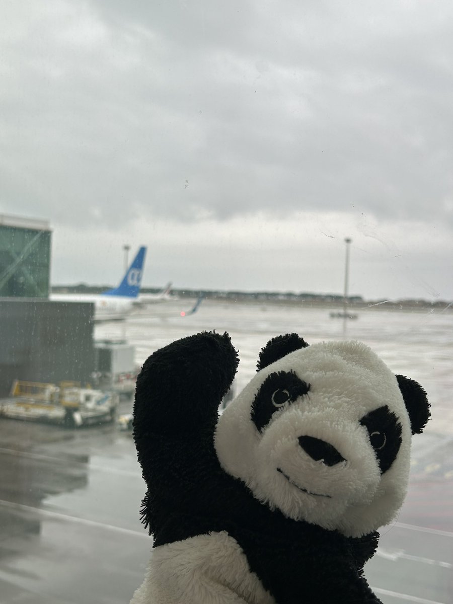 dovipanda's tweet photo. Aqui en mi salsa✈️
#bobipiloto #aviones #volaresincreible https://t.co/Pv5FM2f9AL