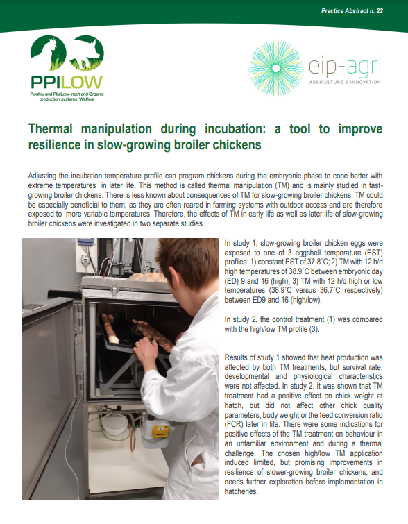PPILOW project presents the 22nd Practice Abstract (PA22): 

“Thermal manipulation during incubation: a tool to improve
resilience in slow-growing broiler chickens”🐔

Read it here👉 ppilow.eu/wp-content/upl…