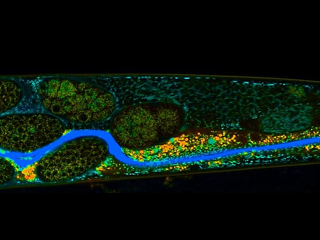 Nematode Nemesis: Soil fungus substance discovered as a safe alternative to chemical-based parasitic worm eradicators

📷: Constanze Schultz <a href="/Leibniz_IPHT/">Leibniz-IPHT</a> re article by <a href="/Buettner_H/">Hannah Büttner</a> et al <a href="/LeibnizHKI/">Leibniz-HKI</a> in <a href="/J_A_C_S/">J. Am. Chem. Soc.</a> 
➡️: bpod.org.uk/archive/2025/2… with <a href="/rooph/">Ruth Williams</a>