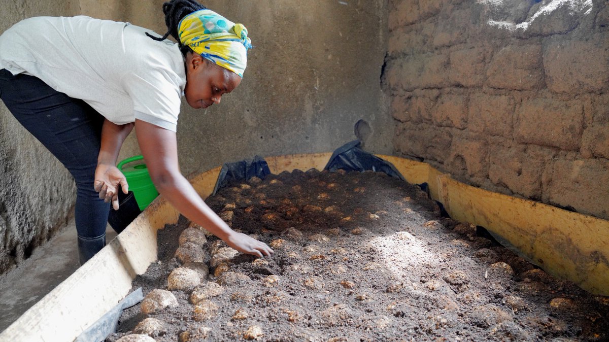 AGRONOMME 🇷🇼 (@agronomme_) on Twitter photo Since 2021, the #PRISM project has been transforming lives in <a href="/RuhangoDistrict/">Ruhango District</a>, empowering communities socially and economically.
V. Mayor of <a href="/RuhangoDistrict/">Ruhango District</a>, <a href="/JeanRusi/">Jean Marie RUSI</a> emphasizes the impact of #PRISM’s Gender Action Learning System (#GALS) training, which has significantly.... Since 2021, the #PRISM project has been transforming lives in <a href="/RuhangoDistrict/">Ruhango District</a>, empowering communities socially and economically.
V. Mayor of <a href="/RuhangoDistrict/">Ruhango District</a>, <a href="/JeanRusi/">Jean Marie RUSI</a> emphasizes the impact of #PRISM’s Gender Action Learning System (#GALS) training, which has significantly....