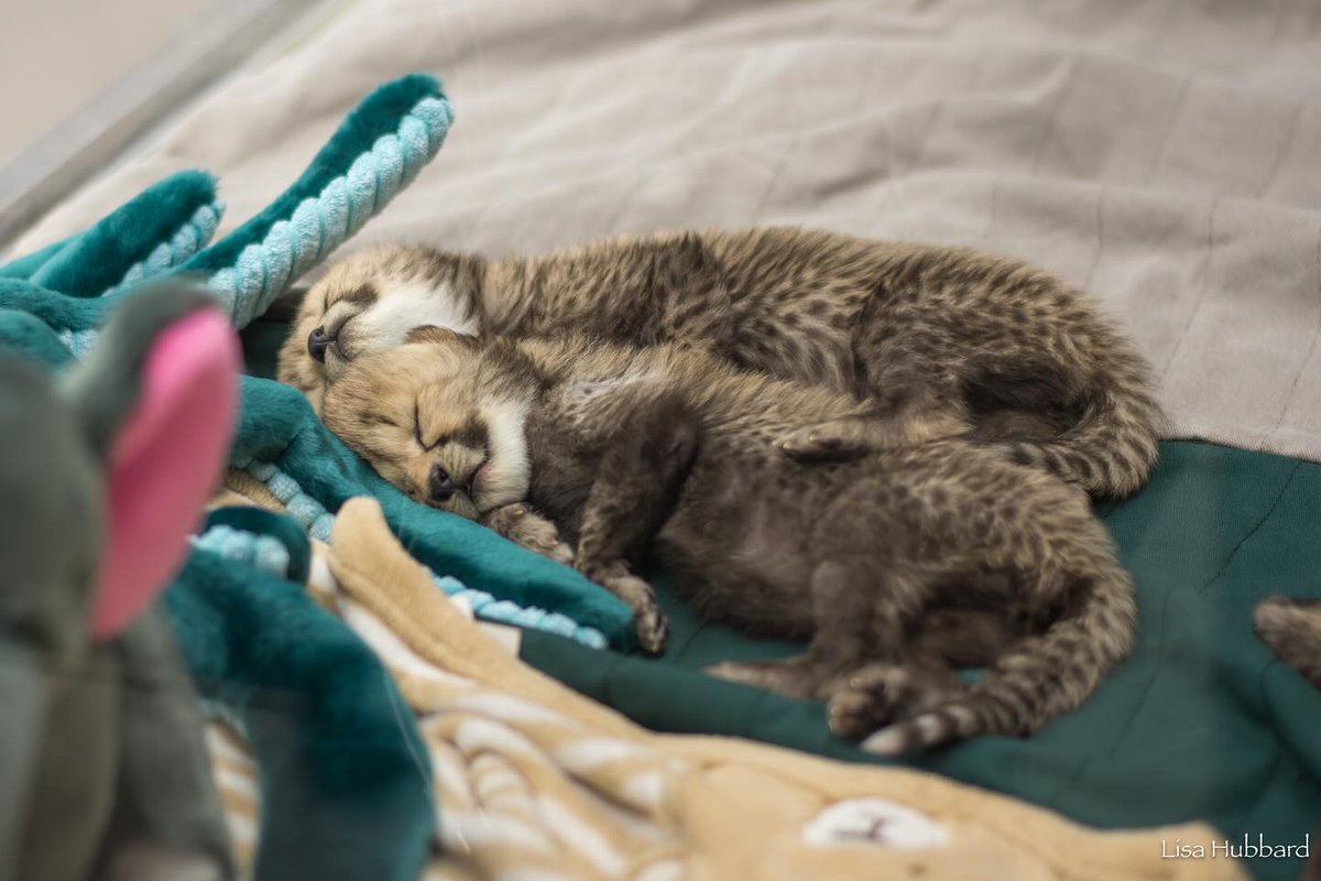 Mötley Möog 🐀🐁🐀🐁 tweet media