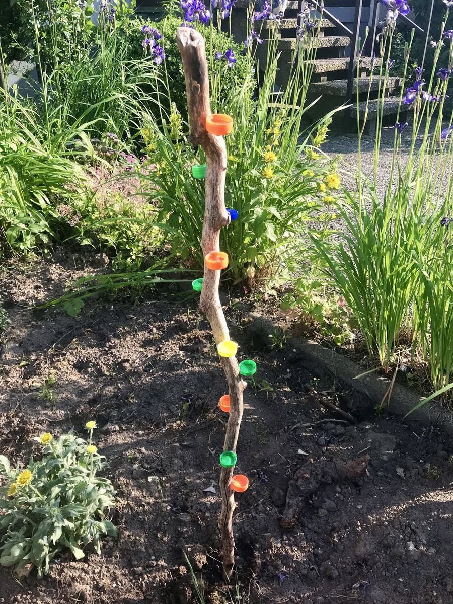 BabyD1111229's tweet image. DIY drinking spot for bees and butterflies. Made using a large stick with plastic bottle caps glued to the stick.
#Repurpose