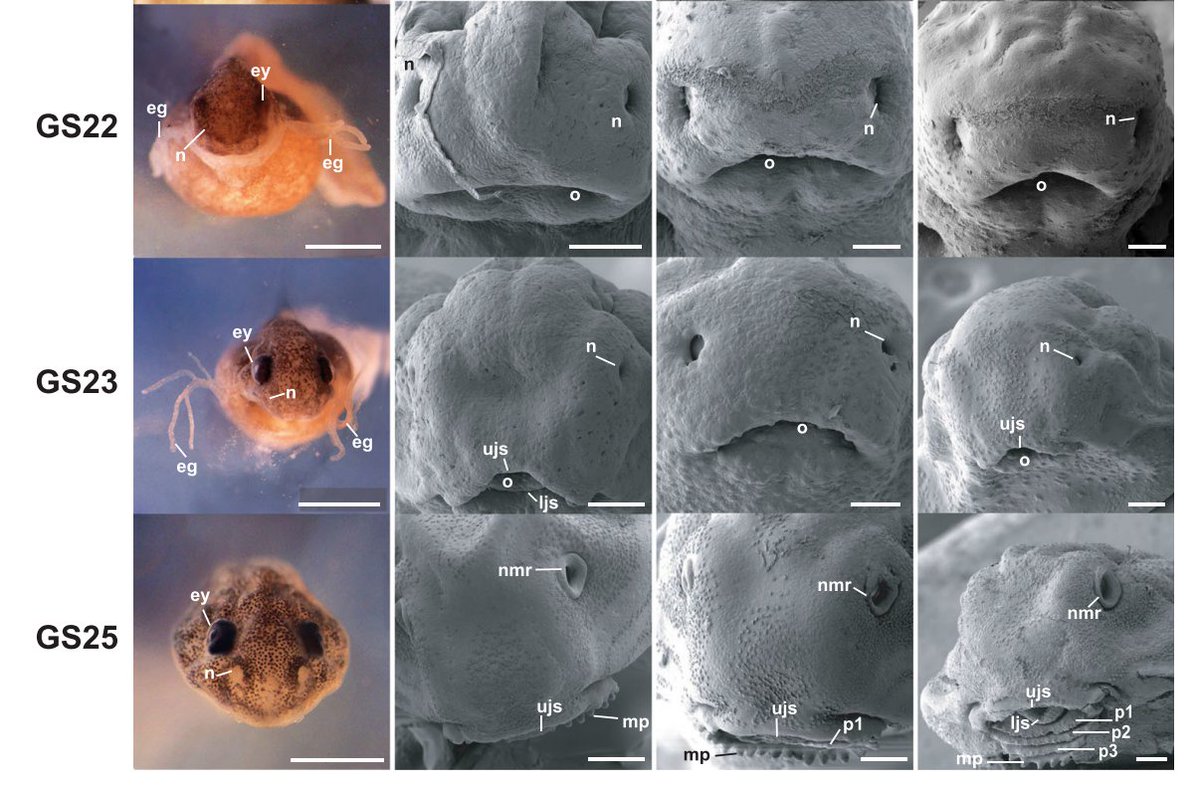 Andres Romero-Carvajal (@andresro40) on Twitter photo NUEVO ARTÍCULO: Es un gusto compartir los resultados de excelentes investigadoras y colegas de mi grupo en <a href="/cienciapuce/">Ciencia PUCE</a> y del <a href="/DcdvaE/">DCDVA_ESPEU</a>. Una de las múltiples carencias en #Ecuador es equipamiento para preparar muestras para microscopía electrónica 1/ NUEVO ARTÍCULO: Es un gusto compartir los resultados de excelentes investigadoras y colegas de mi grupo en <a href="/cienciapuce/">Ciencia PUCE</a> y del <a href="/DcdvaE/">DCDVA_ESPEU</a>. Una de las múltiples carencias en #Ecuador es equipamiento para preparar muestras para microscopía electrónica 1/