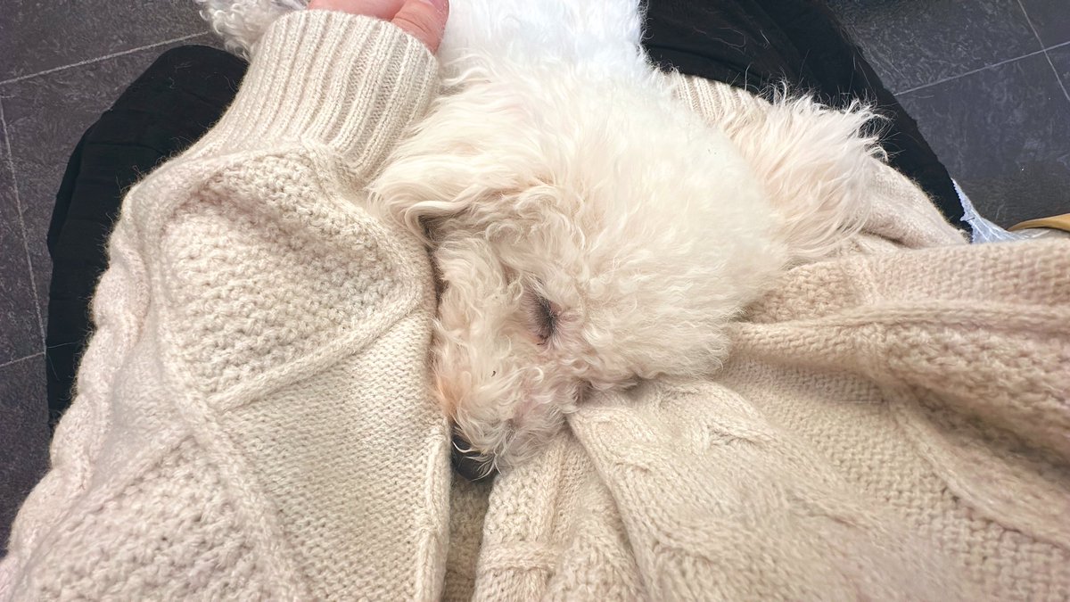 suzukotype's tweet photo. 私の腹の上で寝るイッヌ https://t.co/vmdIlytq72