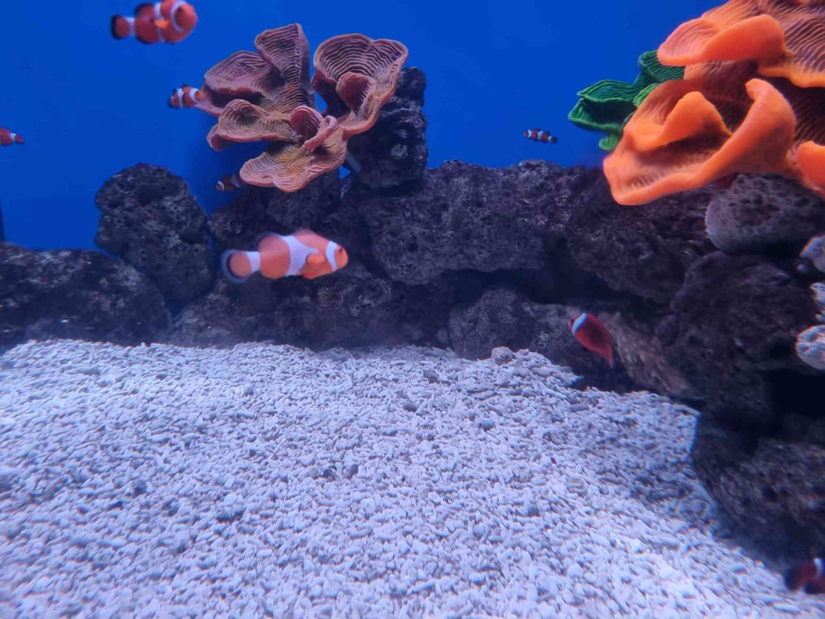 scorpig711's tweet photo. Amphirion ocellaris https://t.co/qLFCnXOSav