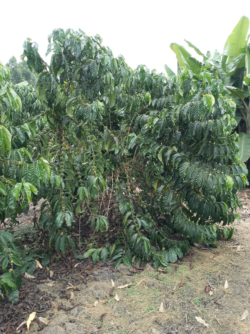 BwamiCoffee's tweet photo. From coffee tree to coffee pack. Single origin traceable. https://t.co/mYE84qNyvh