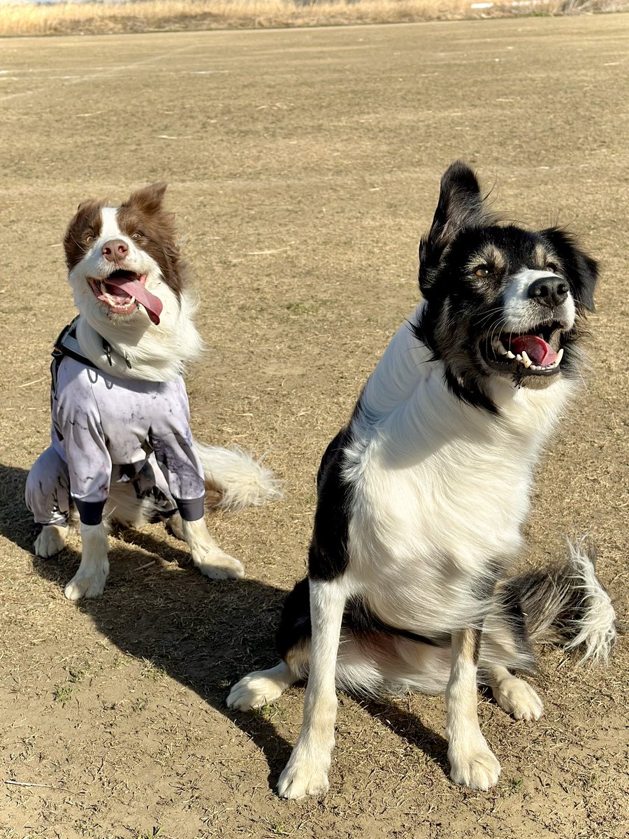 強風と興奮でキマっちゃってる後ろの犬