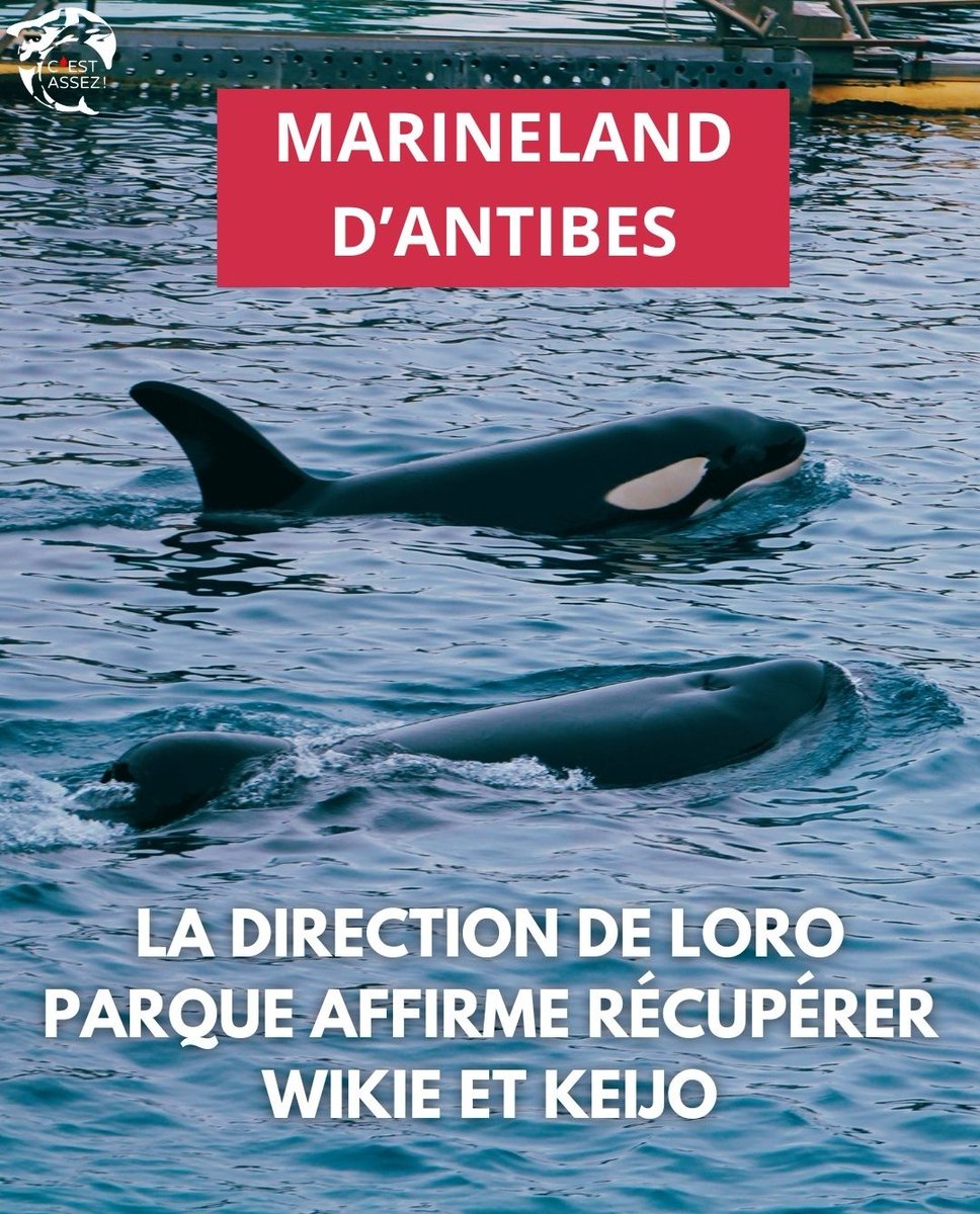 Situação crítica. Mobilização é essencial 
1️⃣ Identificar Ministra agnesrunacher nos comentários na postagem original d cest.assez.association ✍️
2️⃣ Assine/partilhe petição p/enviar golfinhos p/santuário em Itália.(petição encontra-se na biografia d página cest.assez.association)