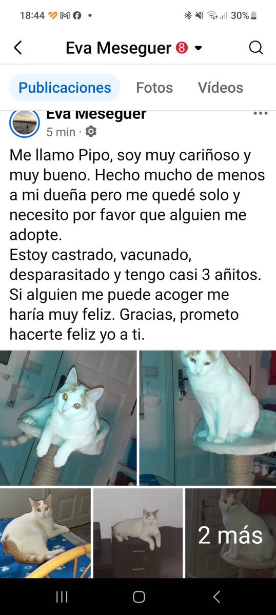 URGENTE PIPO NECESITO ACOGIDA O ADOPCIÓN 617215530 ALICANTE