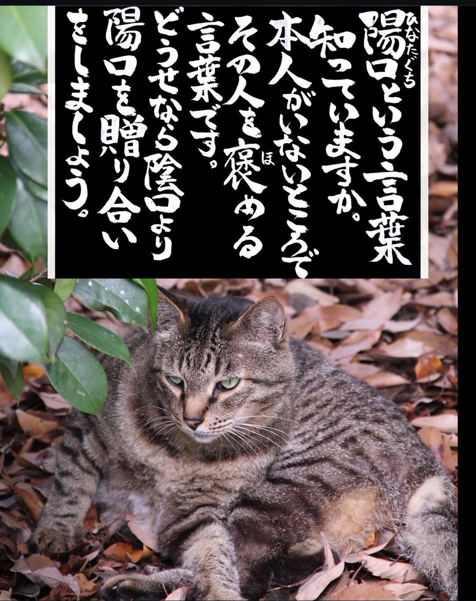 ネコさんから人間さんへ今日の一言