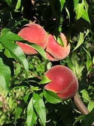 fertivalmaroc's tweet photo. **إتقان زراعة أشجار الخوخ في المناطق الباردة مع FERTIVAL 🍑❄️**  

تُعد زراعة أشجار الخوخ (Prunus persica) في المناطق ذات المناخ البارد تحديًا يتطلب معرفة دقيقة وأساليب زراعية متطورة. 

#FERTIVAL #زراعة_الخوخ #التقليم #الز https://t.co/NCH4nacZUQ