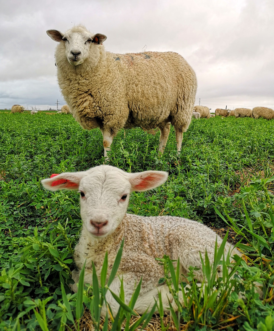 📢 ¿Qué papel juegan los científicos en el debate sobre la ganadería? 🧐

🔬 Miembros de la #UEECA explican en <a href="/Conversation_E/">The Conversation ES</a>  la importancia de comunicar datos objetivos sobre sostenibilidad y bienestar animal.

📖 Léelo aquí👉 theconversation.com/el-papel-de-lo…

#CienciaAnimal #Ganadería