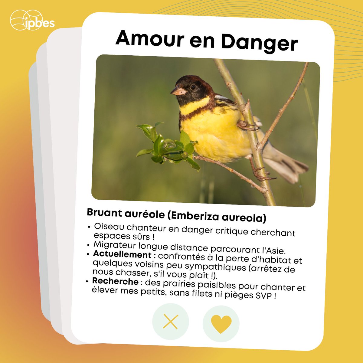 Pour la #SaintValentin, montrons notre amour pour le Bruant auréole.💛

Autrefois abondant en Europe et en Asie, ce petit oiseau chanteur est aujourd'hui en danger critique d'extinction. Des prairies aux zones humides, protégeons ses habitats.

Préservons leur chant !🐦