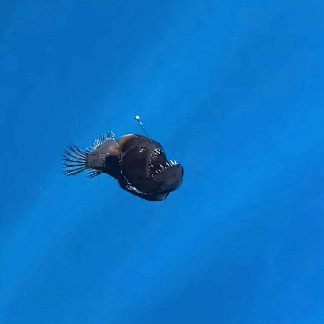 pauloMDtweets's tweet photo. "At last, I see the light before I go." 🥹

An adult black sea-devil angler fish spotted in daylight on February 11, 2025, at the coast of Tenerif. 

This sea creature is usually found in the depths of the sea where it is pitch black.

“It was in poor condition and only survived for a few hours,” said by the marine biologist who saw the angler fish.