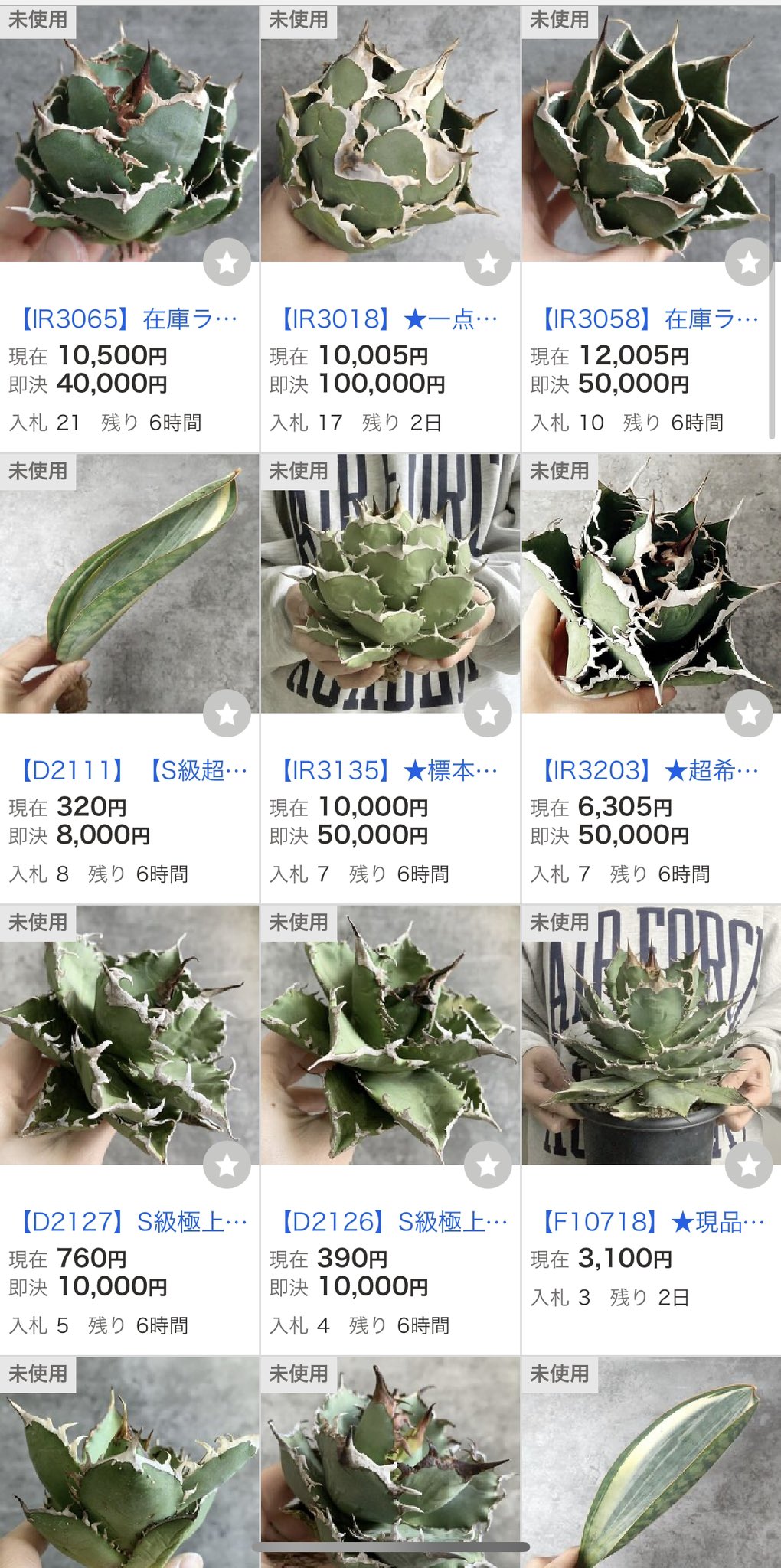 Setagaya plants market🪴 on X: 