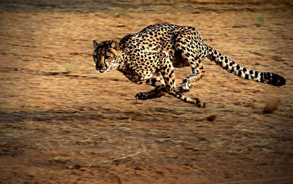 Himbaza2001's tweet photo. Assignment:

The speed of cheetah is 120km/hr. The distance from Kigali to New York is 11,300km. 

Calculate the time will it take cheetah to arrive in Kigali from new York. https://t.co/7yc8t8anud