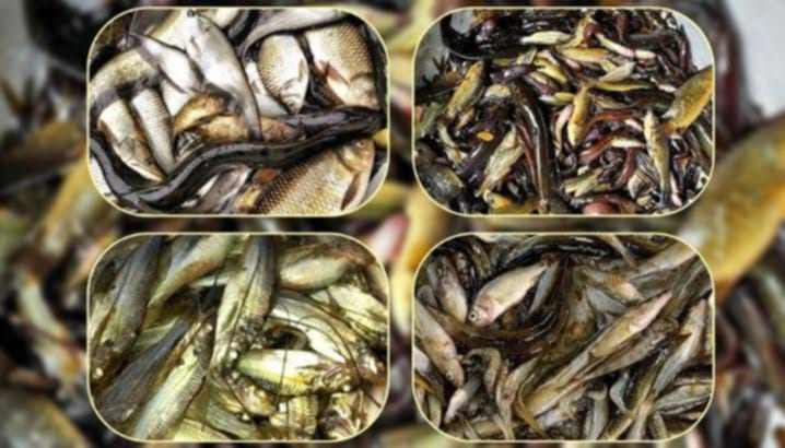 হোসেনপুরে হারিয়ে যাচ্ছে ৫০ প্রজাতির দেশি মাছ