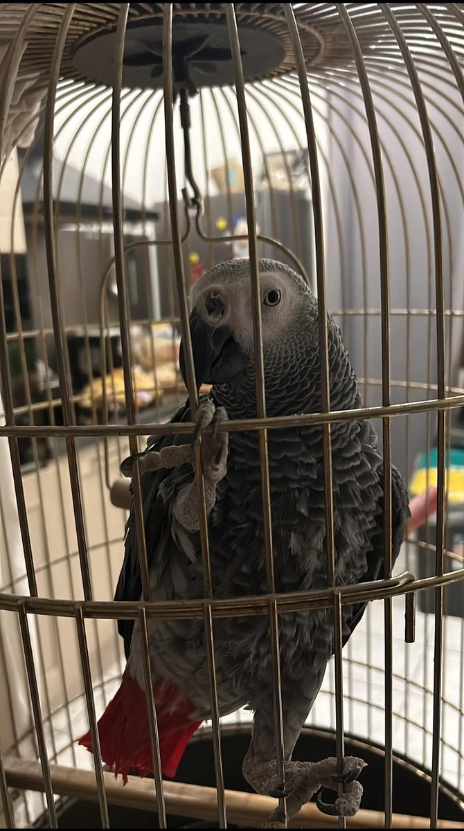 Je viens d être cambriolé et on m a volé mon perroquet ! C est un gris du Gabon qui a 24 ans et a un signe particulier sur le nez côté gauche ! SVP Faites le transfert de mon message pour que je la retrouve , qu on ne puisse la revendre. Le reste du vol j en ai rien à faire mais