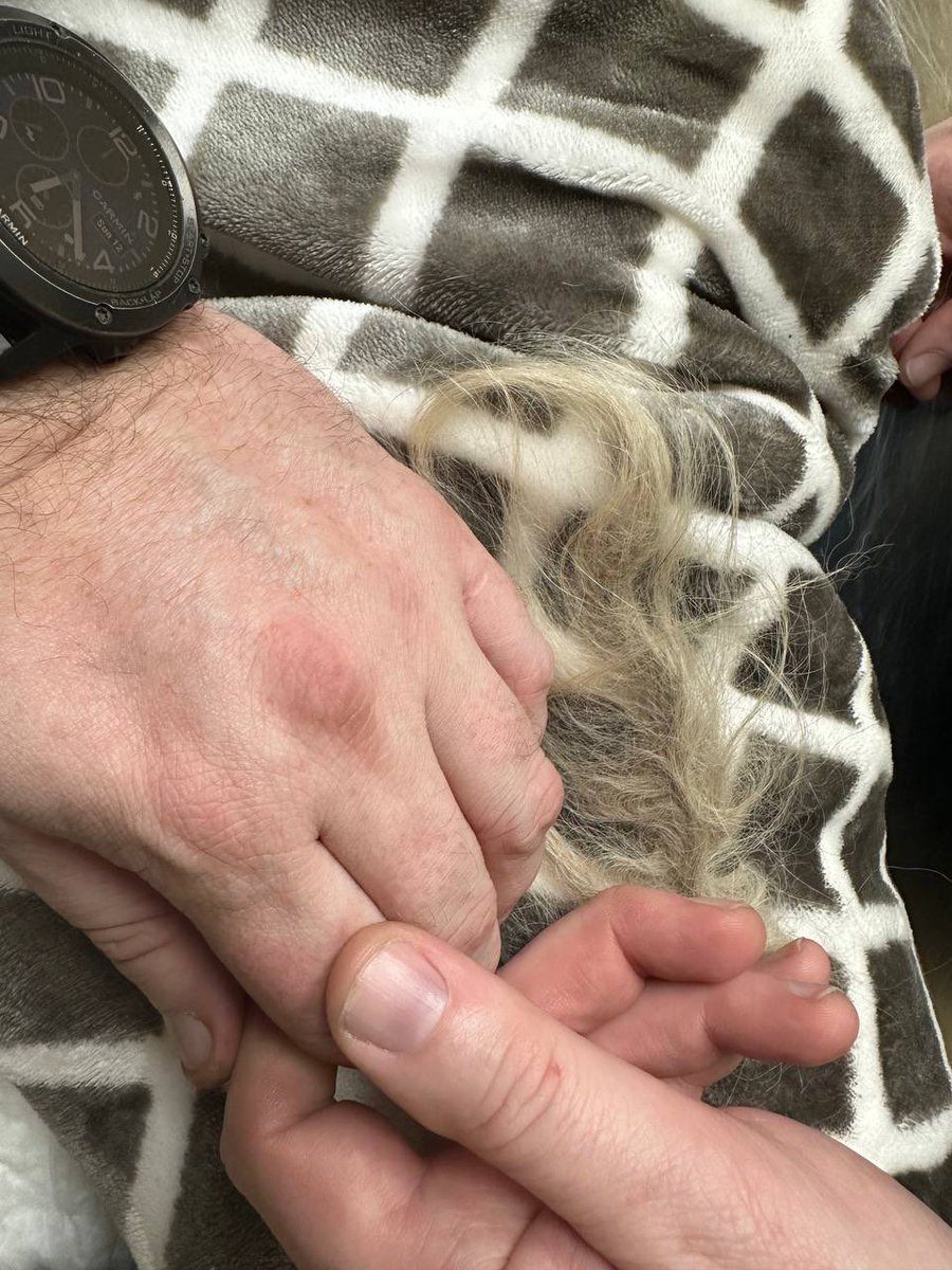 *long mournful  howl*

*inconsolable tears of grief*

...it's never going to get any easier, no matter how many years pass.

I'm so fucking sorry, little one. I failed you. I said you'd never be alone that day you found me and your Bear. 

You left this world alone  2 yr ago.

💔