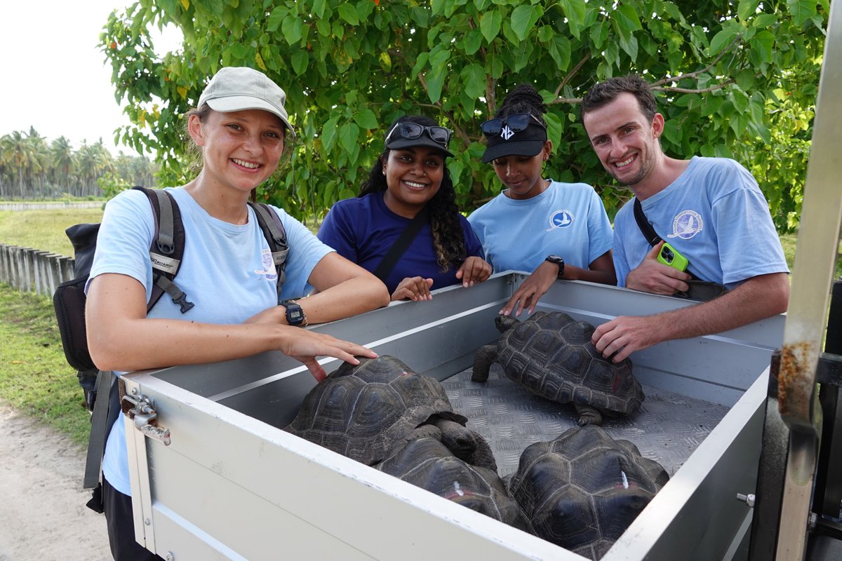 Island Conservation Society Seychelles (@icsseychelles) on Twitter photo #Freedom
After years in the sanctuary, it was graduation day for these 7 juvenile tortoise on Desroches.
This is our conservation team and <a href="/Pteraphora/">Nasreen Khan</a> who made this possible. #Freedom
After years in the sanctuary, it was graduation day for these 7 juvenile tortoise on Desroches.
This is our conservation team and <a href="/Pteraphora/">Nasreen Khan</a> who made this possible.