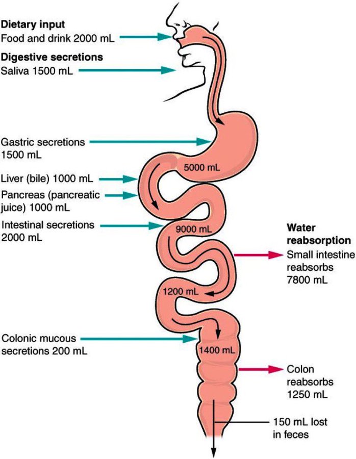 👉Absorción &amp; secreción de líquidos en el tracto gastrointestinal #MedEd #MedTwitter #FOAMed #TipsForNewDocs #GITwitter #medicine #Medical #medicalstudents #Gastro #ostomy #dietitian #NutritionMatters